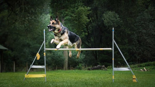 What Are the Signs of Over-Exertion in a Dog during Agility Training?