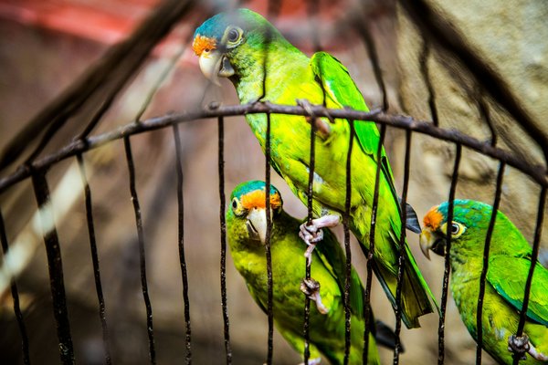 How to Identify and Eliminate Potential Hazards in a Pet Bird's Cage?