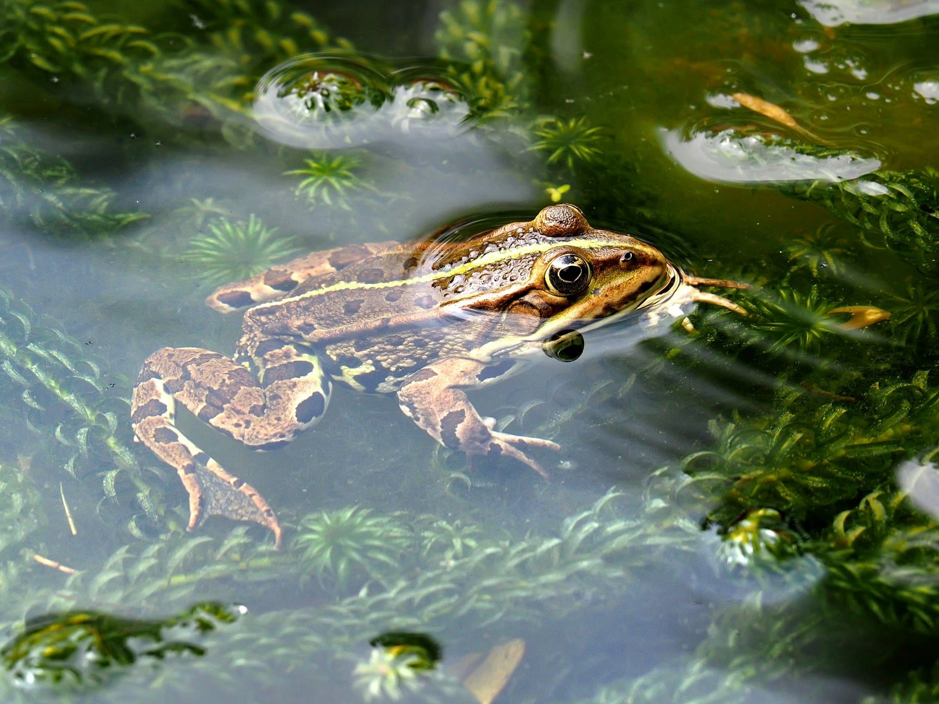 How to Monitor and Adjust the Humidity Levels in a Dart Frog Vivarium ...
