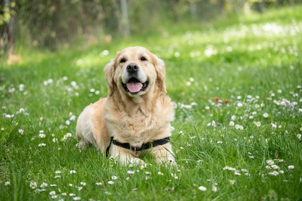 What Are the Best Tips for Caring for a Senior Dog with Degenerative Myelopathy?